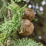 Cupressus sempervirens Frucht