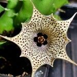 Huernia concinna Flower