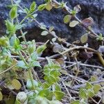 Arenaria leptoclados 葉
