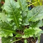 Gerbera jamesonii Leaf