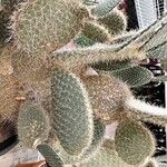 Opuntia leucotricha Habitus