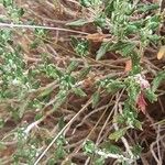 Teucrium balearicum Blatt