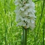 Orchis mascula x Orchis militaris Flower