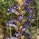 Orobanche lavandulacea Flor