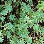 Sedum hispanicum पत्ता