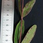 Ayapana amygdalina Other
