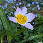 Tulipa saxatilis Flor