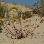 Corispermum pallasii Habit