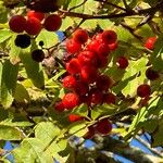 Sorbus aucuparia फल