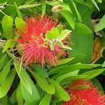 Callistemon citrinus Leht