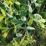 Baptisia alba Leaf