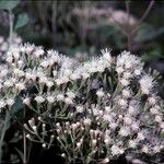 Ageratina ligustrina Flower