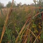 Typha × glauca Fruitua