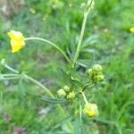 Ranunculus acris花