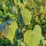 Abutilon pauciflorum Alkat (teljes növény)