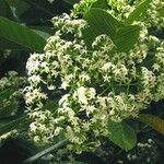 Alstonia costata Hàbitat