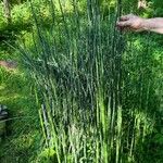 Equisetum hyemaleപുറംതൊലി