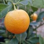 Citrus japonica ফল