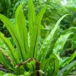 Asplenium scolopendrium Blad