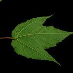 Acer pectinatum Листок