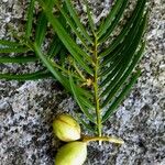 Cephalotaxus fortunei Fruit