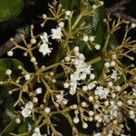 Viburnum venustum Hábito