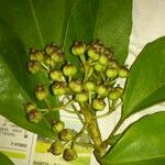 Dendropanax arboreus Fruto