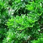 Kigelia africana Yaprak