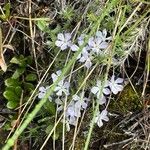 Phlox diffusa Flower