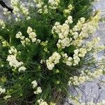 Galium lucidum Çiçek
