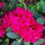 Rhododendron ferrugineum Blomst
