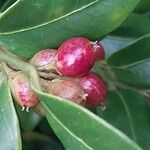 Sarcococca hookeriana Fruit