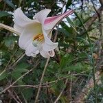 Lilium regale Kvet