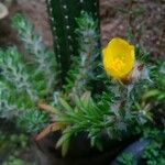 Portulaca hirsutissima