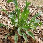 Rumex patientia Hábito