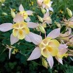 Aquilegia pubescens 花