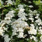 Spiraea × vanhouttei Õis