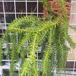 Huperzia phlegmaria Hoja