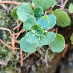 Sedum ternatum Leaf