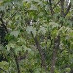Acer campbellii ശീലം