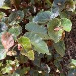 Begonia coccinea Hostoa