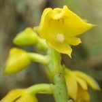 Polystachya pyramidalis Flower