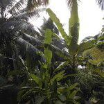 Musa balbisiana ഇല