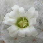 Mammillaria plumosa 花