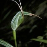 Pterostylis banksii