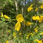 Cytisus scopariusFlower