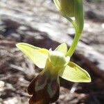 Ophrys lupercalis Mosusu