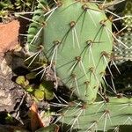Opuntia littoralis Lapas