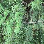 Caesalpinia decapetala Habit