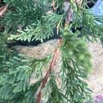 Juniperus chinensis Rinde